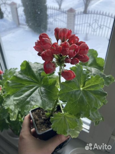 Тюльпановидная герань