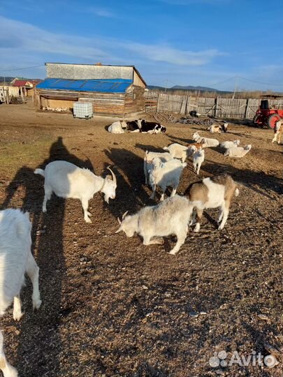 Зааненская дойная коза