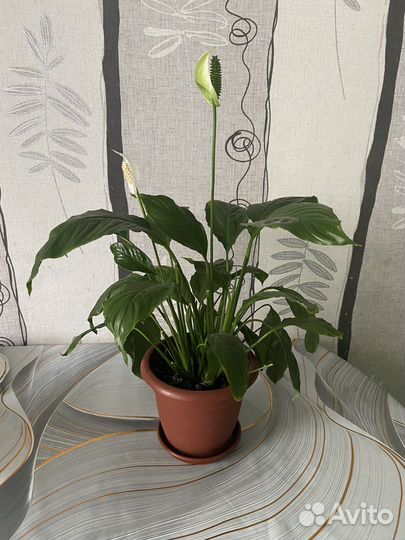 Спатифиллум