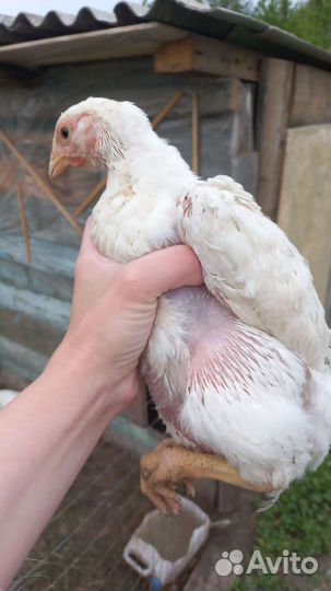 Куры бройлеры