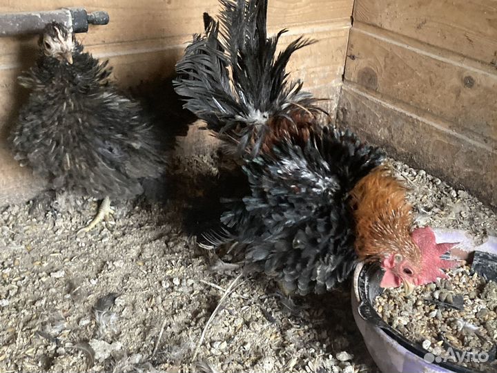 Кохинхин, малазийская серама