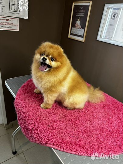 Стрижка и уход за животными