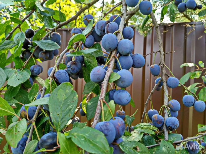 Саженцы синей сливы