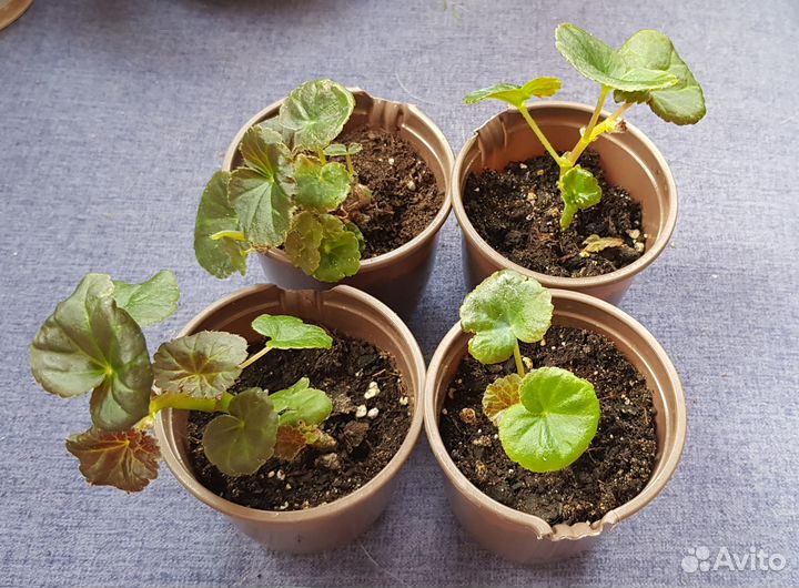 Бегония махровая