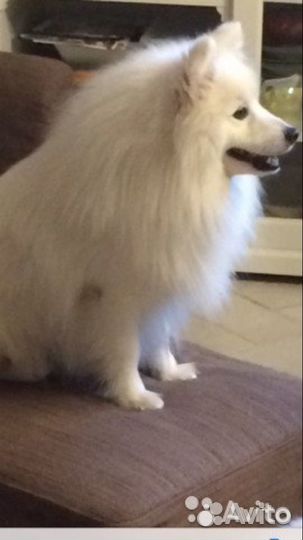 Японский шпиц вязка