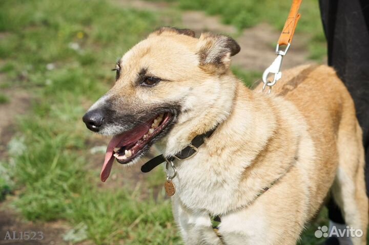 Малыш Пич в приюте