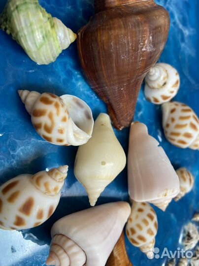 Ракушки в аквариум