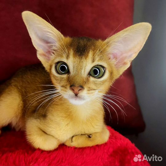 Абиссинские котята из питомника