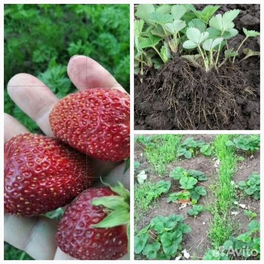 Рассада виктории фестивальной