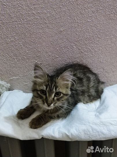 Котенок в добрые руки