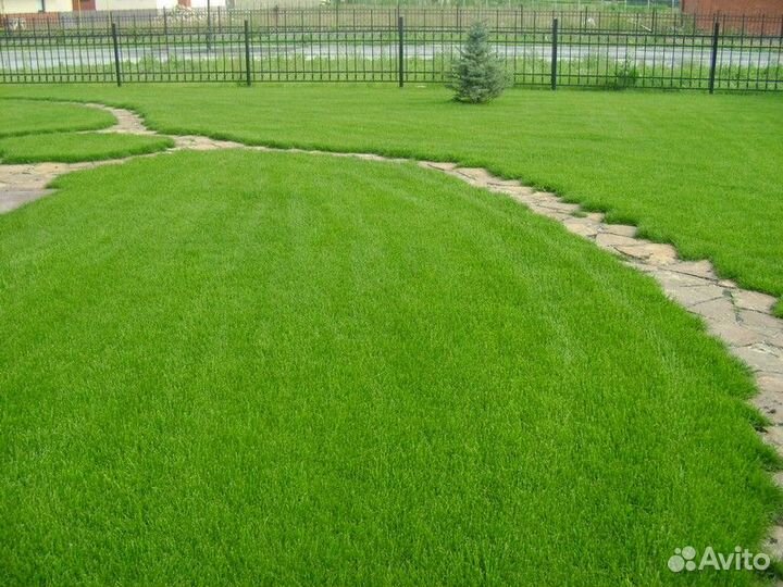 Рулонный газон под ключ