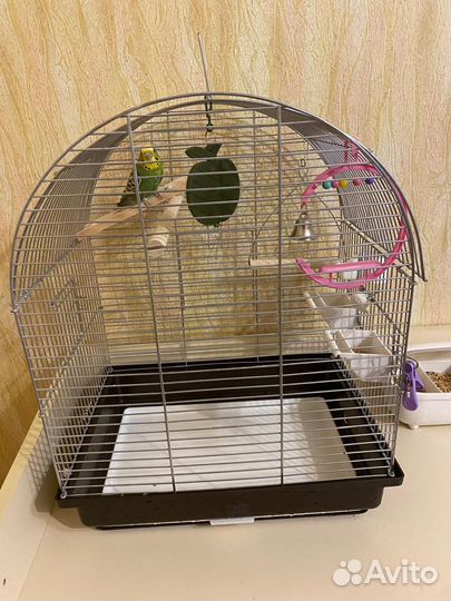 Волнистый попугай