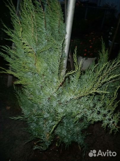 Можжевельник