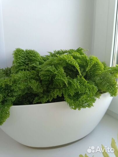 Нефролепис карликовый