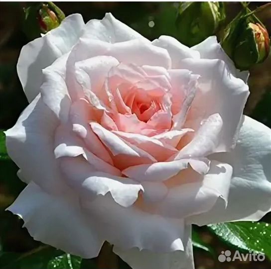 Саженцы роз Бременские музыканты