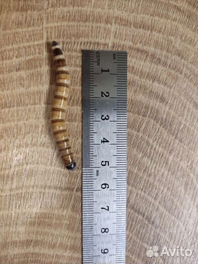 Зофобас (зоофобус, зоофобас ) живой, замороженый