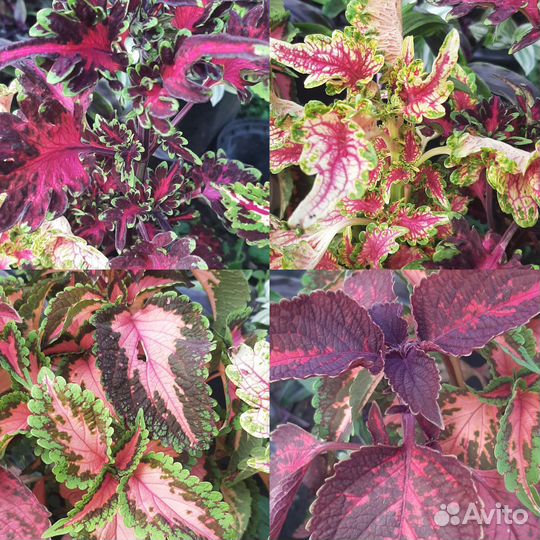 Колеус. Растения для дома и сада