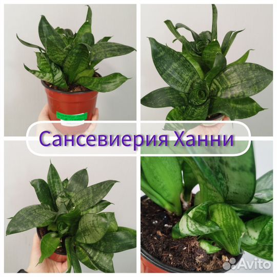 Комнатные растения