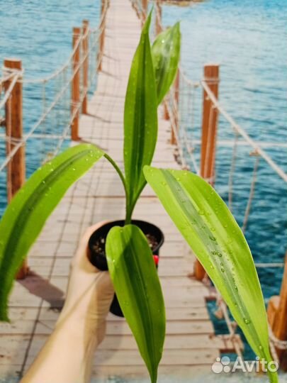 Драцена, бамбук