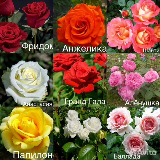 Саженцы роз много сортов