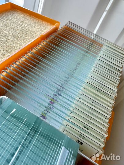 Микроскоп Levenhuk (Левенгук)