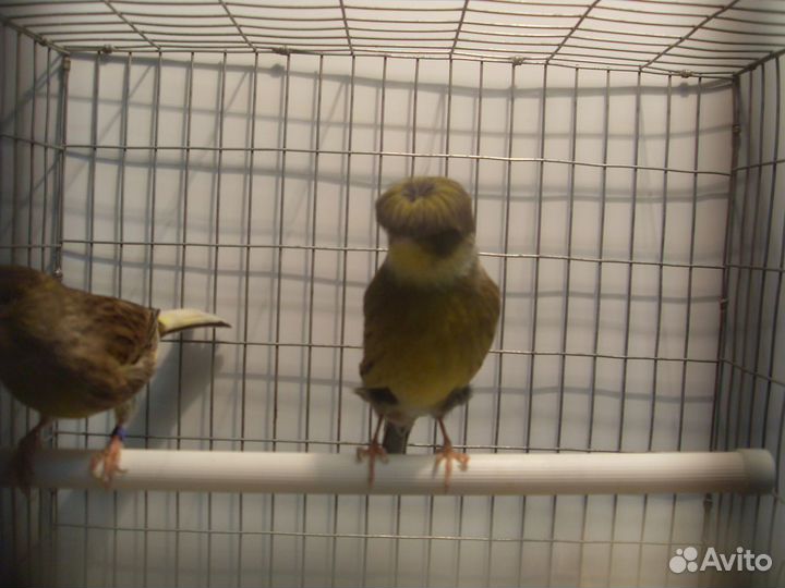 Цветные канарейки