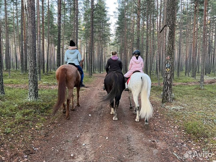 Конные прогулки