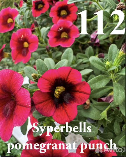 Калибрахоа вегетативная