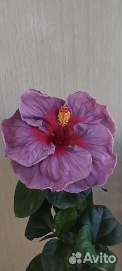 Сортовые гибискусы