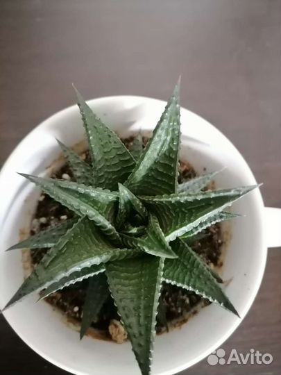 Комнатные цветы