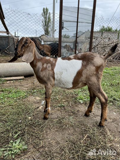 Англо нубийские козочки
