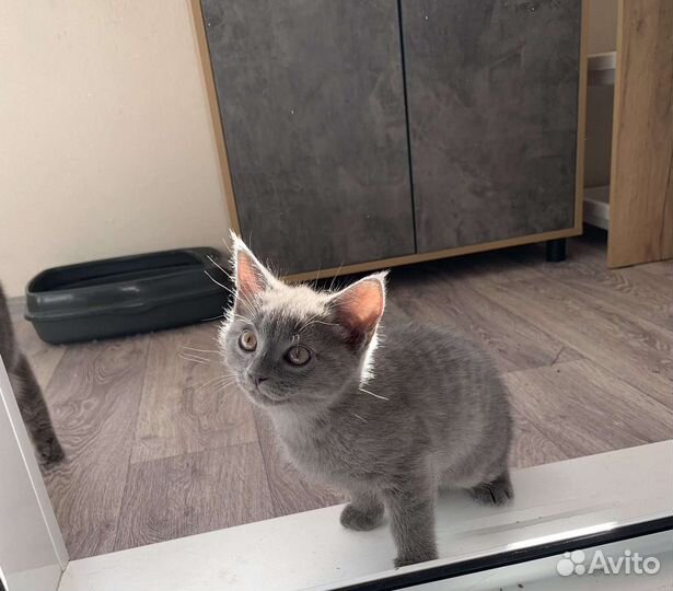 Британский котёнок
