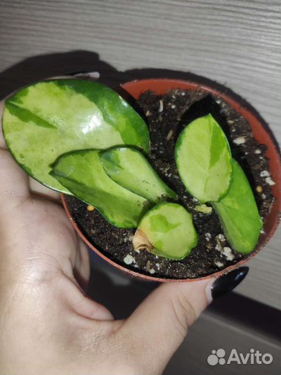 Хойя аустралис лиза