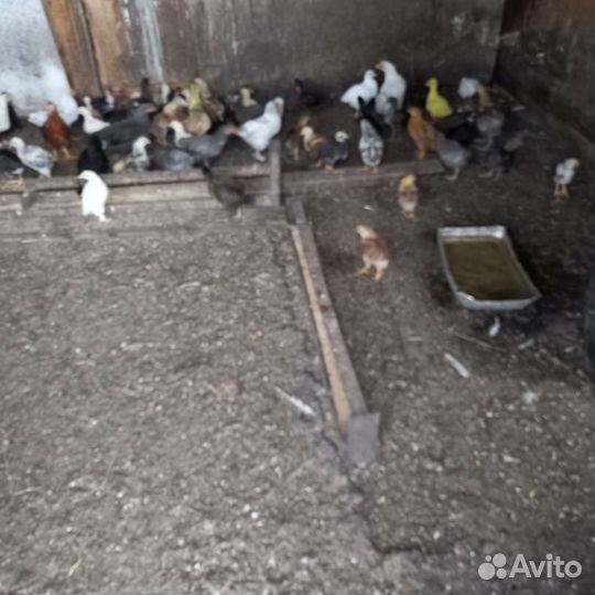 Цыплята подрощенные