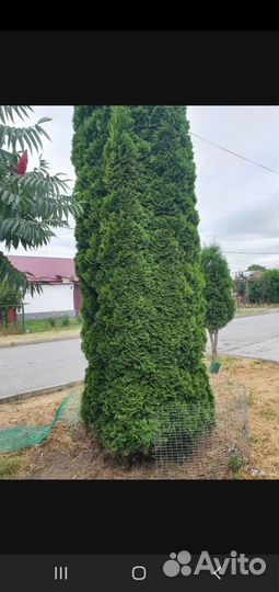 Туя смарагд