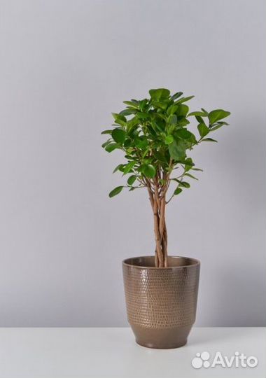 Фикус Моклэйм штамб коса