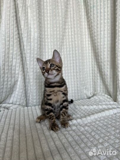 Бенгальские котята