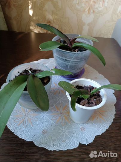 Комнатные цветы