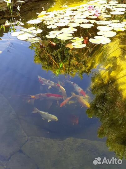 Рыбки для пруда и аквариума