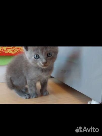 Британские котята