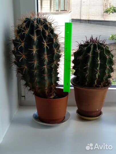 Продам кактусы