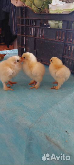 Цыплята суточные