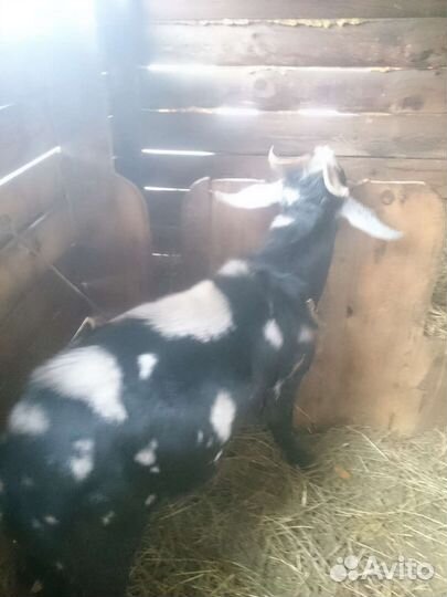 Козел вязка