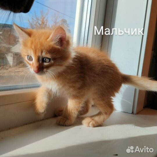 Котята в дар