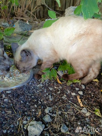 Кот красавчик