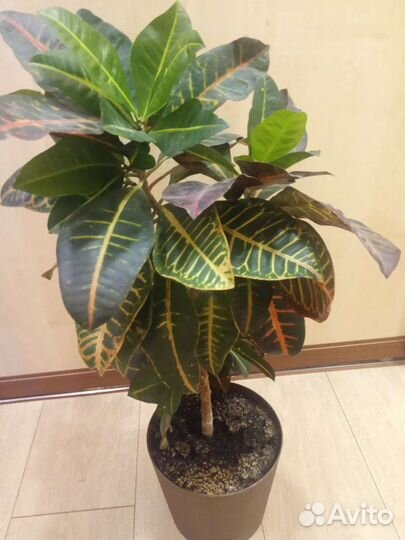 Кодиеум кротон