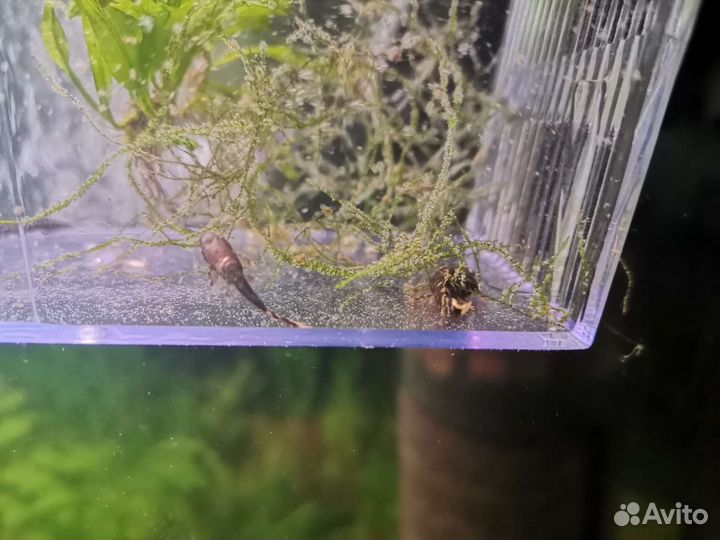 Сомики Анциструсы