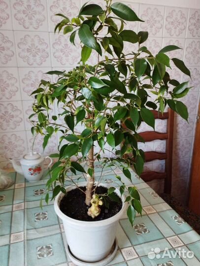 Фикус Бенджамина (2 деревца)