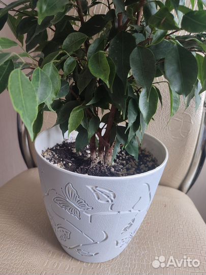 Фикус Бенджамина Анастасия