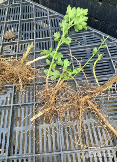 Корни хризантемы